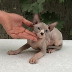 hairless cat for sale
