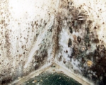 Mold Removal Orange County