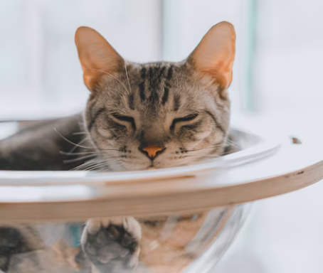 Rogue Digital Pte Ltd.