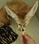 Houston Petting Zoos and Aquariums