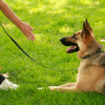 The Right Paw