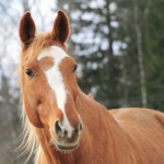 Horse trainer in Georgia