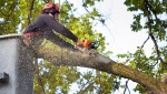 Circus City Tree Service