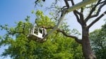 Tree Trimming Pros