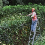 Tree Trimming 4 U