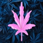 Weed Posters