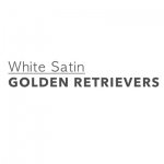 White Satin Golden Retrievers