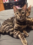 Willow Dream Bengals