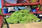 GreenPal Lawn Care of Denver